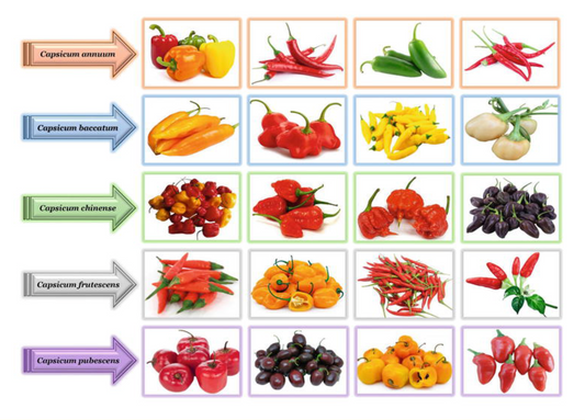 5 species of the genus Capsicum or simply the five main types of peppers.