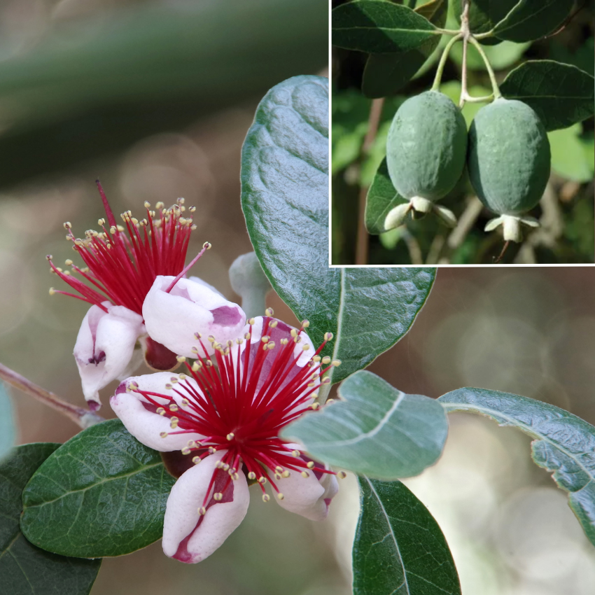 pineapple guava or feijoa an ingredient in our amazing verde green hot sauce