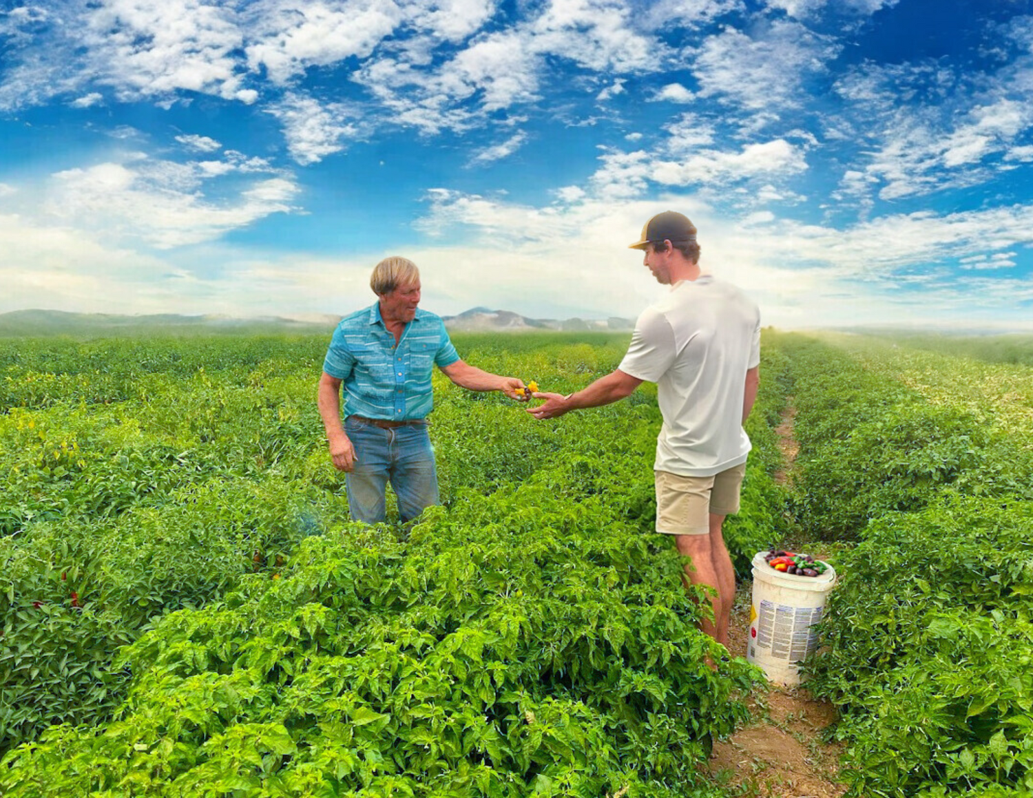 Dave Krueger inspects vibrant organic peppers grown at Krueger Organic Pepper Farms, a family-owned source of premium ingredients for Culture Hot Sauce's artisanal products. Award winning sauce - the best in the industry. Hand made, hand harvested into top notch best selling hot sauce with world flavors of many cuisines from around the world. Healthy focused no preservatives, no additives, low sodium hot sauce.
