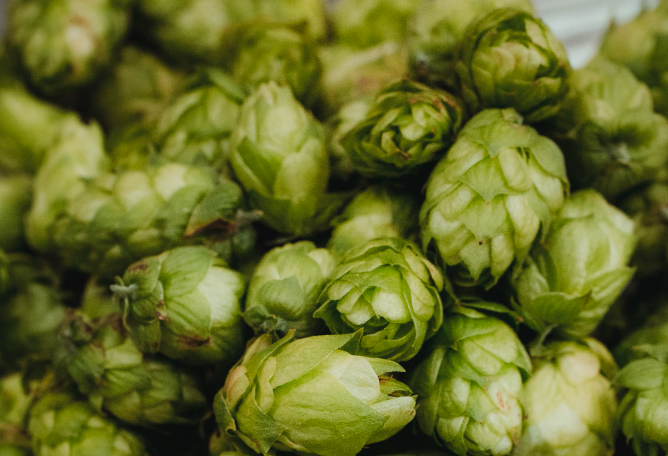 Hops