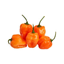 habanero chili pepper, the most popular for salsa and hot sauce